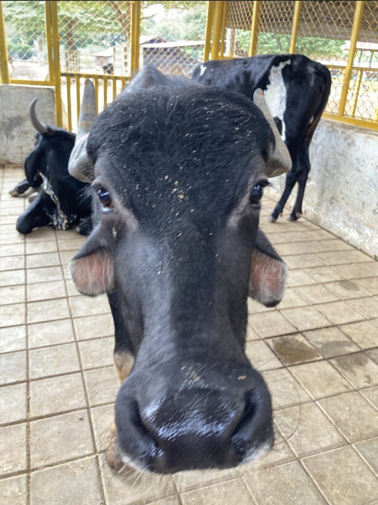 CUPA Large Animal Rescue & Rehabilitation Centre CUPA