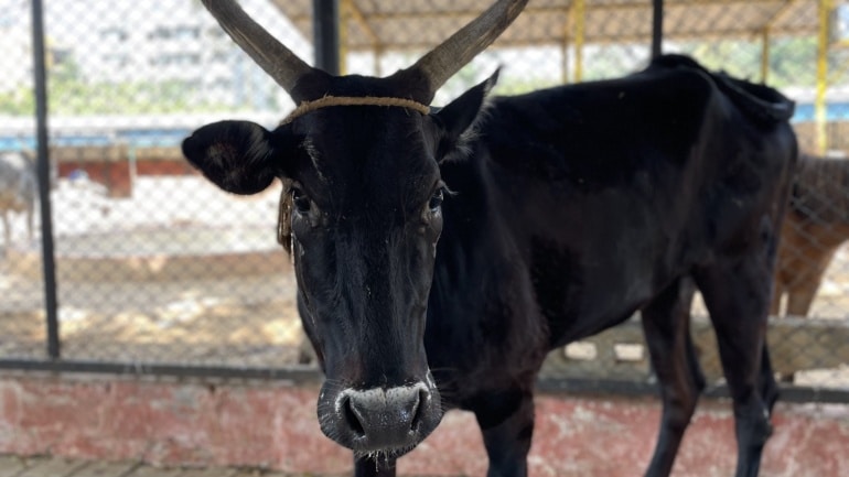Cow – Asha
