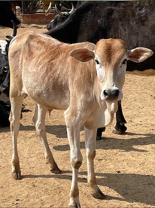 bull-Neelakanta