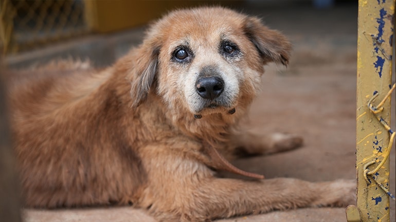 Sponsor a Meal for Blind & Senior Dogs