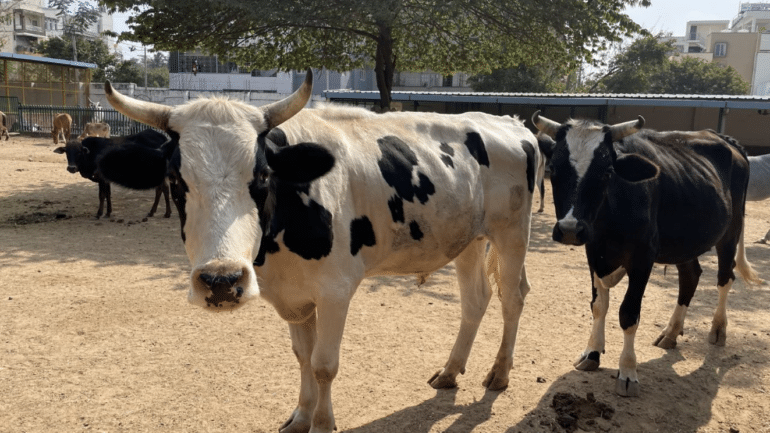 Sponsor a Meal for Large Animals