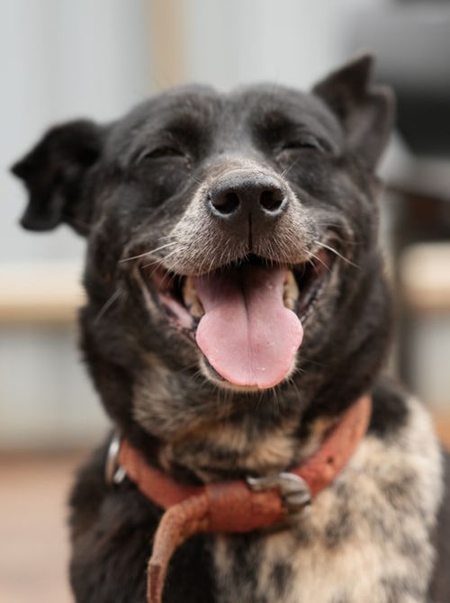 Smiley is one of those excitable seniors who welcomes visitors right at the the entrance. He is extremely loving, sweet natured & affable.