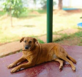 Meet Kaveri, a sweet soul with a heart full of love and a tail that wags with the rhythm of joy. At the tender age of 13, Kaveri is not just a dog; she's a testament to a lifetime of loyalty, warmth, and unwavering companionship
