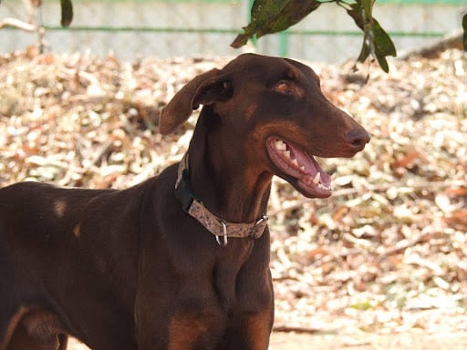 Meet Ranger, a courageous Doberman with a heart as big as his spirit. At just three years old, Ranger has faced challenges that would shake the bravest of souls. Originally from a breeder who cut his tail too short, Ranger suffered a spinal cord injury, leaving him with a pooping issue he cannot control. After which, he was discarded and left for dead.
